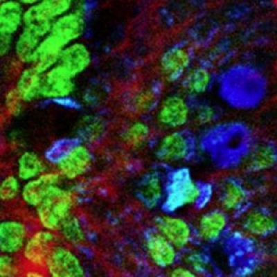 熒光濾光片里面說的熒光是什么光?